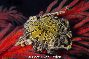 Jewel of the Ocean

Basket star on Palmate Sea Fan by Peet J Van Eeden 